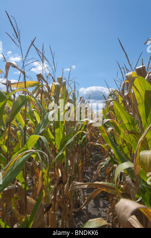 Eine Reihe von Tasseled Maisfeld gegen eine trübe, blauer Himmel in Missouri. Stockfoto