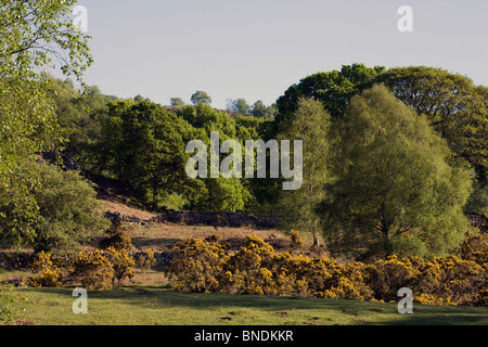 Eiche und Silber Birken in Blatt und Ginster blühen in Eskdale Spring Lake District, Cumbria England Stockfoto