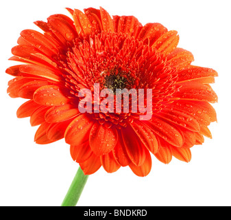 Rote Gerbera, isoliert auf weiss Stockfoto