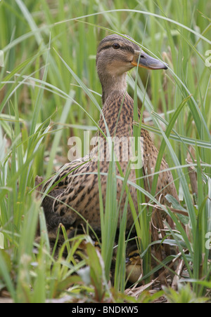 Stockente. Anas platyrhynchos.female Jungen zu schützen. Slimbridge WWT. Gloucestershire.U.K. Stockfoto