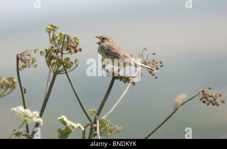 Mais Bunting.Miliaria Calandra. Singen von Spitze des riesigen Hogweed.Cornwall.U.K. Stockfoto