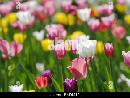 Bunt blühende Tulpen Stockfoto