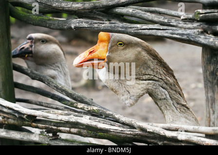 Graue Gans hinter dem Zaun Stockfoto