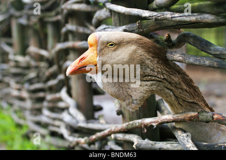 Graue Gans hinter dem Zaun Stockfoto