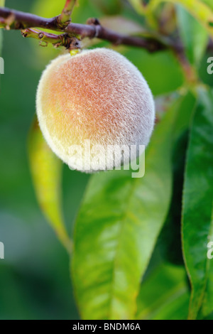 Reife behaarte Pfirsich (Prunus persischen) auf dem Baum Stockfoto