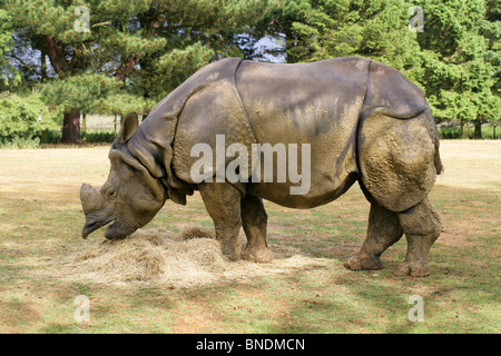 Indischen, asiatischen oder größere einen gehörnten Nashorn Rhinoceros Unicornis, Überfamilie. Stockfoto