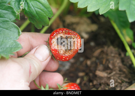 Fechten Sie Schäden am Topf gewachsen Erdbeeren Fragaria Ananassa - Rhapsody.The Obst auf der Oberfläche des Bodens ermöglicht Zugriff auf Schnecken, Derocereas Reticulatum gelegen hat. Stockfoto