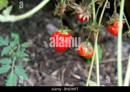 Topf angebaute Erdbeeren, Fragaria Ananassa - Rhapsodie. Lange konische Früchte, die groß bis mittelgroß mit einem attraktiven Hochglanz-rot und feste Fleisch sind. Früchte sind saftig und haben guten Geschmack. Stockfoto