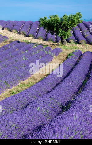 Einsamer Baum in einem Feld von Lavendel entlang der Valensole Plateau, Provence Frankreich Stockfoto