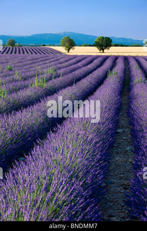 Lavendelfelder entlang der Hochebene von Valensole in Provence Frankreich Stockfoto