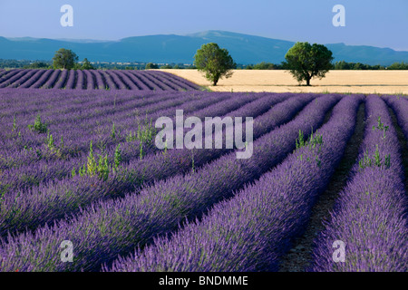 Lavendelfelder entlang der Hochebene von Valensole in Provence Frankreich Stockfoto