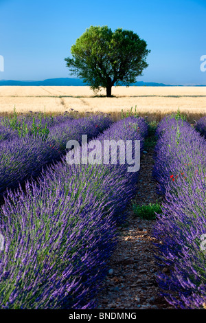 Einsamer Baum neben einem Feld von Lavendel entlang der Valensole Plateau, Provence Frankreich Stockfoto