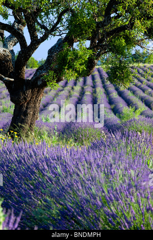 Einsamer Baum in einem Feld von Lavendel entlang der Valensole Plateau, Provence Frankreich Stockfoto