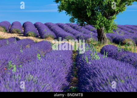 Einsamer Baum in einem Feld von Lavendel entlang der Valensole Plateau, Provence Frankreich Stockfoto