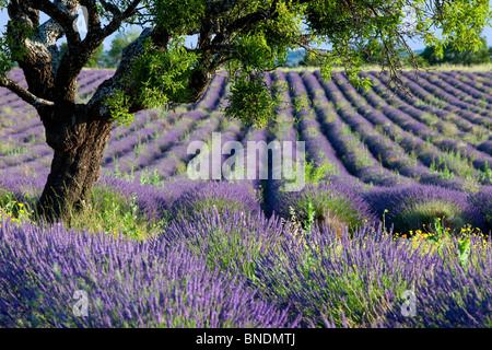 Einsamer Baum in einem Feld von Lavendel entlang der Valensole Plateau, Provence Frankreich Stockfoto