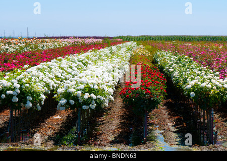 Rosenfarm in der Nähe von Wasco, Kalifornien USA Stockfoto