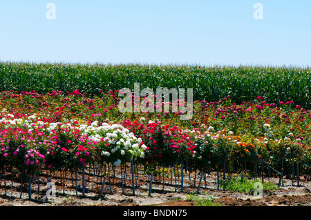 Rosenfarm in der Nähe von Wasco, Kalifornien USA Stockfoto