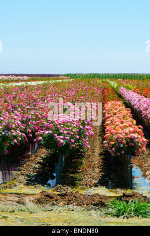 Rosenfarm in der Nähe von Wasco, Kalifornien USA Stockfoto