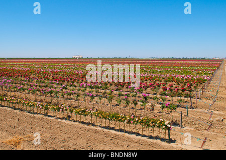 Rosenfarm in der Nähe von Wasco, Kalifornien USA Stockfoto