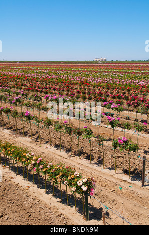 Rosenfarm in der Nähe von Wasco, Kalifornien USA Stockfoto