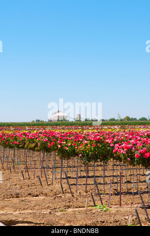 Baum Rosen wachsen auf einer rose Farm in der Nähe von Wasco, Kalifornien USA Stockfoto