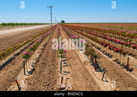 Rosenfarm in der Nähe von Wasco, Kalifornien USA Stockfoto