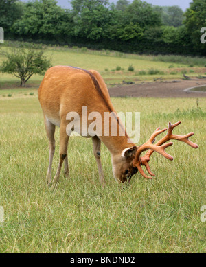 Sumpf Reh Hirsch, Barasingha oder Barasinga, Rucervus Duvaucelii, Cervidae. Stockfoto