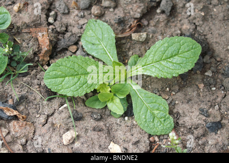 Grün Alkanet, Pentaglottis Sempervirens, auch bekannt als immergrüne Bugloss, aus der Familie der Boraginaceae. Mehrjährige Pflanze, Mitglied der th Stockfoto