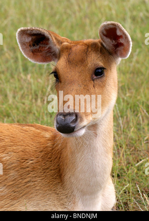 Sumpf, Rehe, Barasingha oder Barasinga, Rucervus Duvaucelii, Cervidae. Stockfoto