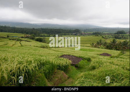 Reis-Terrassen am Dorf Jatiluwih, Bali an einem bewölkten Tag. Stockfoto