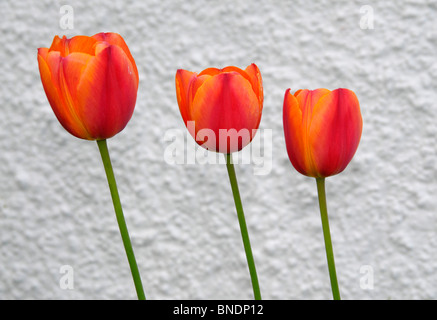 drei rote Tulpen gegen eine weiße Wand. Stockfoto