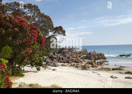 Pohutakawa Baum, Mount Maunganui, Tauranga, Bay of Plenty, Nordinsel, Neuseeland Stockfoto