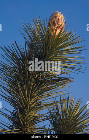 Joshua Tree (Yucca Brevifolia) blühen im Joshua Tree Nationalpark, Kalifornien, USA, Frühling Stockfoto