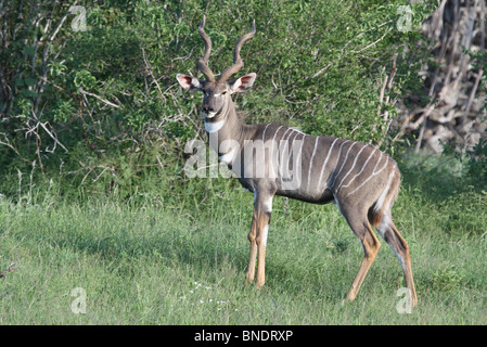 Männliche Lesser Kudu, Tsavo East Nationalpark, Kenia Stockfoto