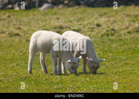 Zwei Lämmer Dingle Halbinsel County Grafschaft Kerry im Frühlingssonnenschein Republik von Irland Irland Europa Stockfoto