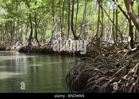 Dichten Mangroven im Nationalpark Los Haitises, Samana, Dominikanische Republik Stockfoto