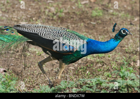 Indien Karnataka Nagarhole Nationalpark ein Pfau (Pavo Cristatus) im Busch Stockfoto