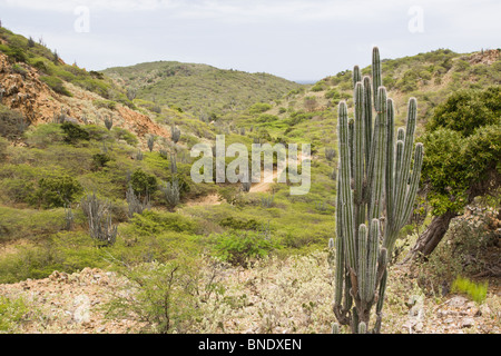 Kerze Kaktus und Vierrad Antrieb Straße in Washington Slagbaai National Park, Bonaire, Niederländische Antillen, Karibisches Meer. Stockfoto