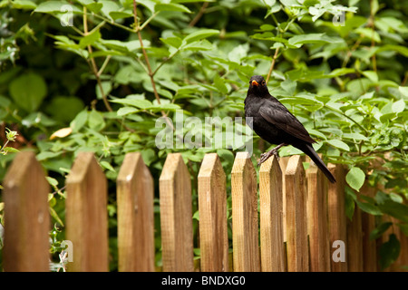 Amsel Stockfoto