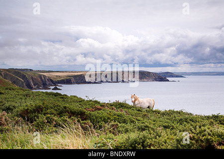 Wildpferd auf Pembrokeshire Küstenweg in der Nähe von St.Davids, West Wales. Stockfoto