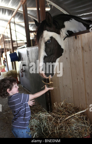 Junge von vier feeds ein Pferd Model Release verfügbar Stockfoto