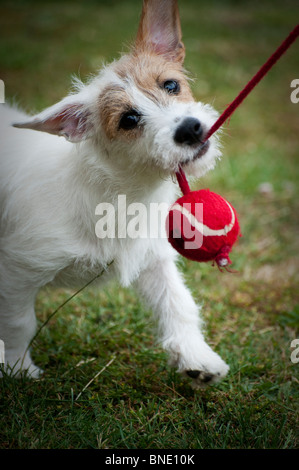Jack Russell Welpen spielen mit einem ball Stockfoto