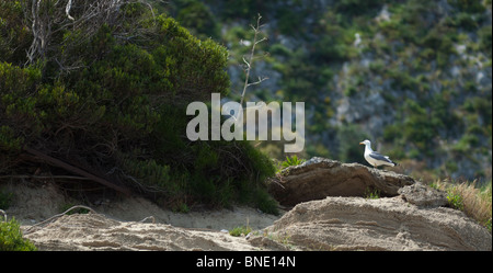 Silbermöwe auf Felsen Stockfoto