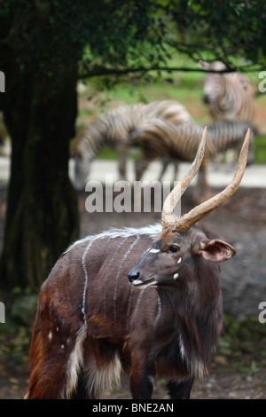 Nyala (Tragelaphus Angasii) Stockfoto