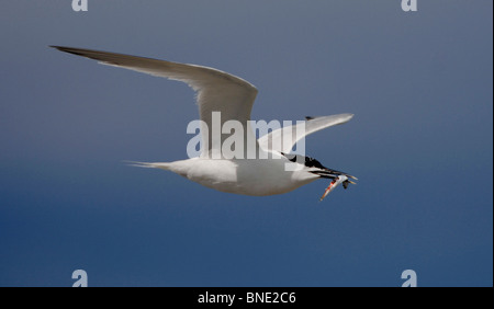 Erwachsenen Sandwich Tern Sterna Sandvicensis im Flug mit Nahrungsmitteln zurück um zu verschachteln, Wales UK Stockfoto