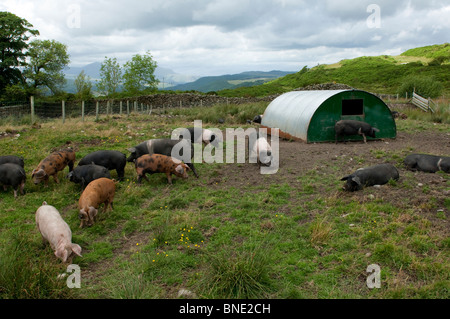 Seltene Rasse Schweine in traditionellen Bogen-Häusern auf der Weide. Stockfoto