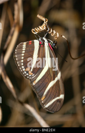 Zebra Longwing Schmetterling an geschweiften Schnur Stockfoto