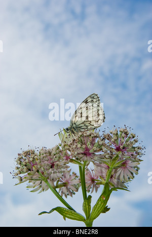 Marmoriert weiß Schmetterling auf Astrantia Major mit blauen Himmel und leichte Wolken über Stockfoto