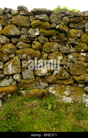 Moos bedeckte Trockenmauer in Snowdonia-Nationalpark, Gwynedd North Wales UK Stockfoto