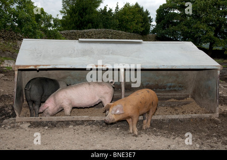 Freie Auswahl Ferkelproduktion Schweine essen von kriechen Futterhäuschen im Feld. Stockfoto